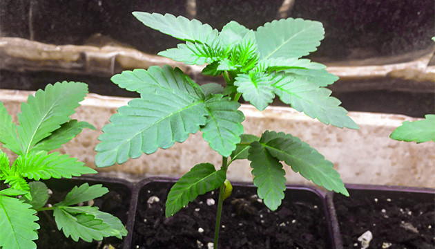 Кустик Tropicanna Banana на 3 неделе