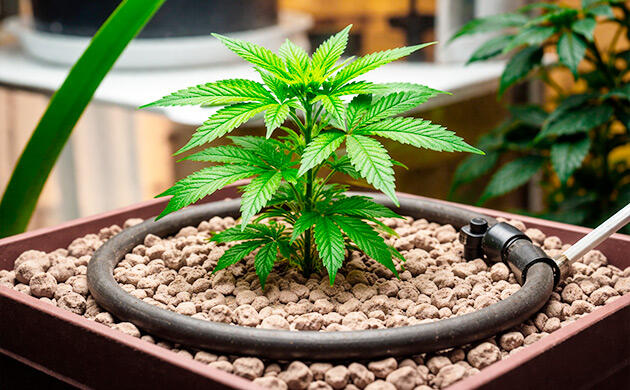 Пеностекло как субстрат для гидропонных систем