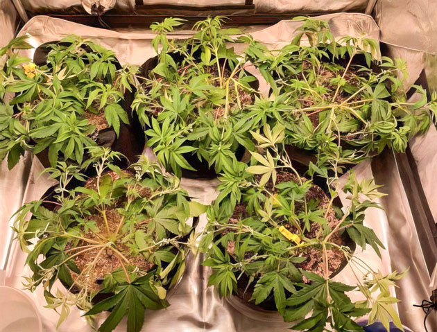 Подготовка каннабиса к цветению