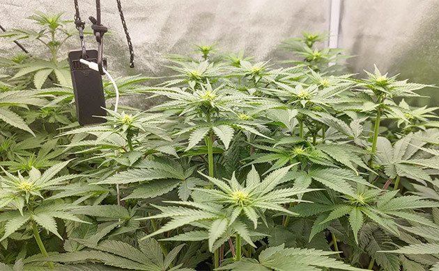 Вторая неделя цветения: неожиданный рост