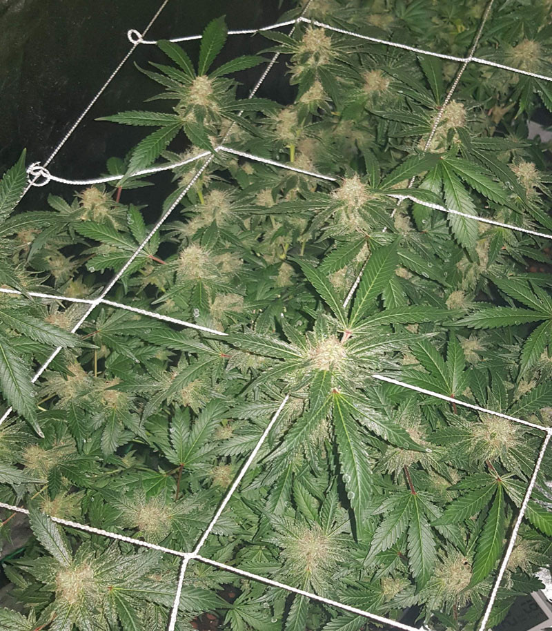 Созревание кустов LSD