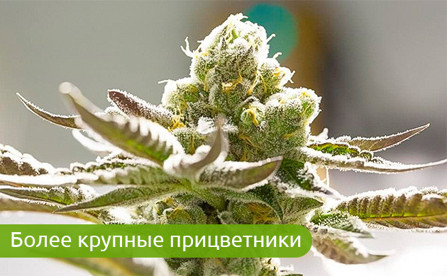 Роль прицветников в определении опыленных кустов