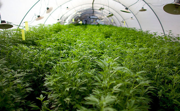 Защита конопли от вредителей в теплице