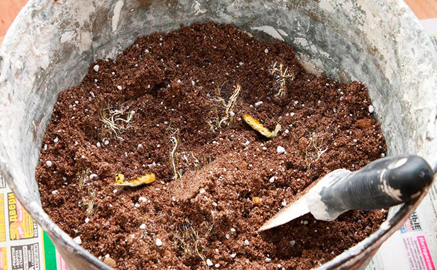 Дезинфекция почвы солнечными лучами Дезинфекция почвы солнцем