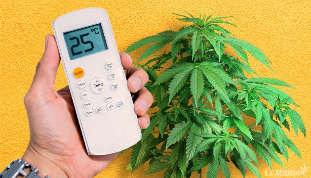 Температура для конопли