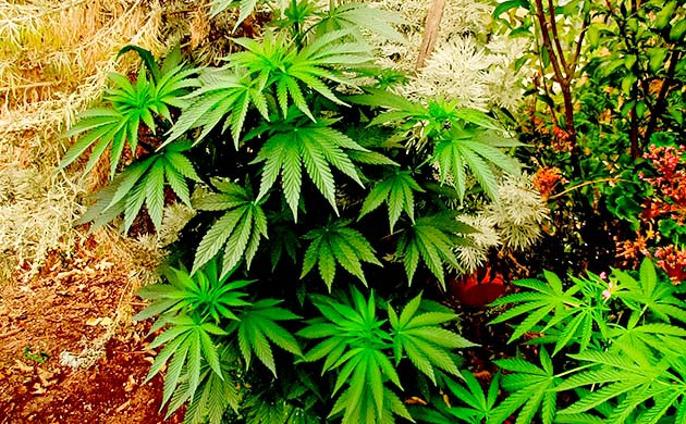 Перевод на цветение растения Pineapple Chunk