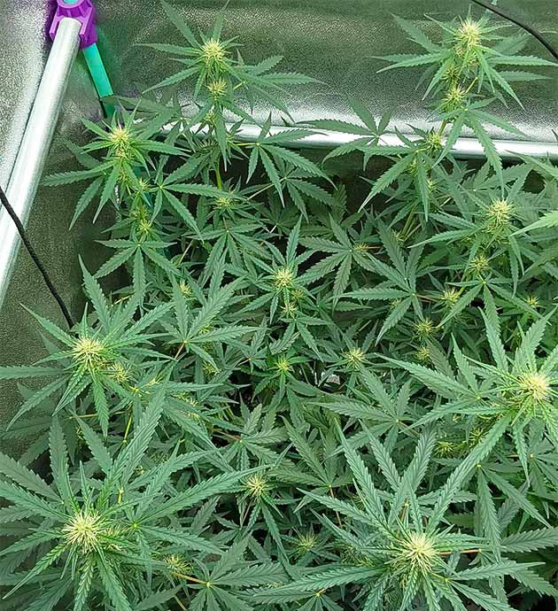 Стимуляция цветения куста Mimosa Cake Auto