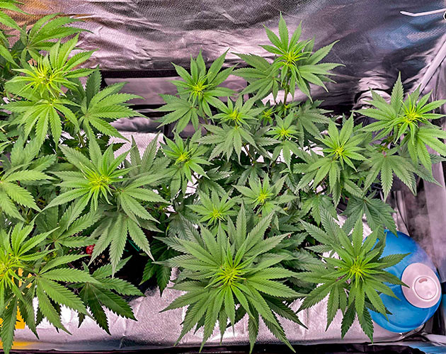 Куст White Wedding RBX на первой неделе цветения