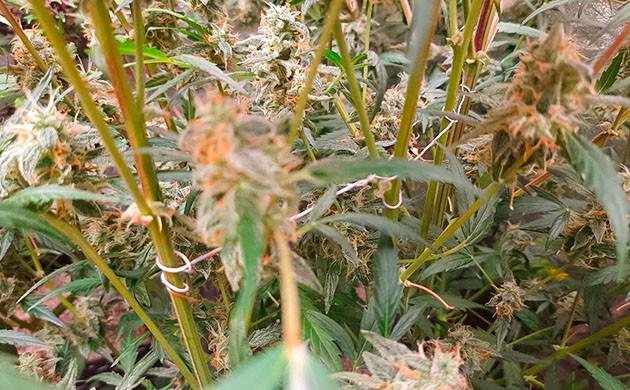 Гроурепорт сорта конопли Johnny Cage Auto