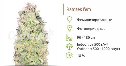 Ramses fem (Pyramid Seeds)