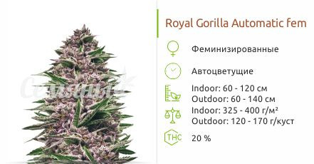Сорт марихуаны Royal Gorilla Automatic Royal Gorilla Automatic от Royal Queen Seeds