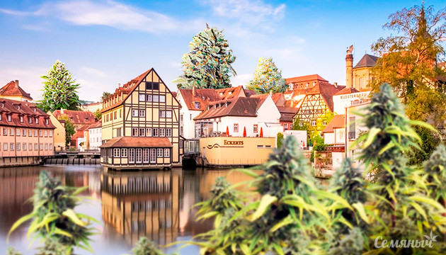 Хранение и выращивание каннабиса стало разрешено в Германии