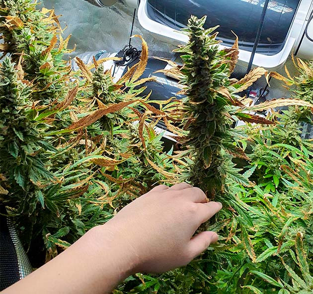 Промывка кустов перед харвестом Большие шишки с сухими листьями от ожогов