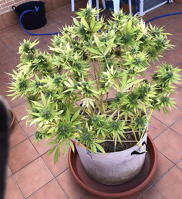 Сбор урожая Sensi Star