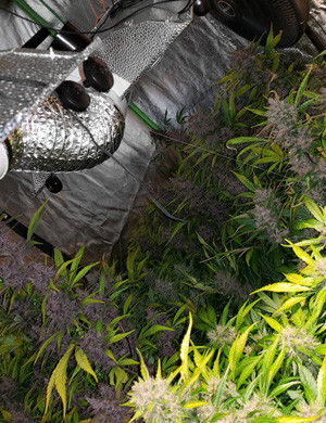 Цветущие кусты LSD Auto в гроубоксе 30 дней цветения LSD Auto