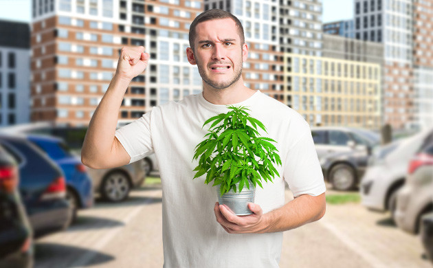 Выращивание конопли в городе