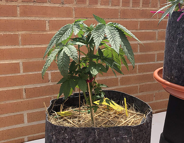 Защита куста Sensi Star от вредителей