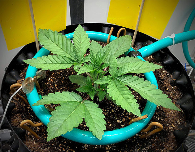 Куст Pineapple Chunk на вегетации