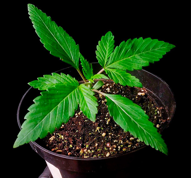 Гроурепорт сорта Sweet Cherry Pie