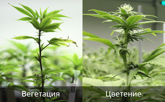 Вегетация и цветение конопли