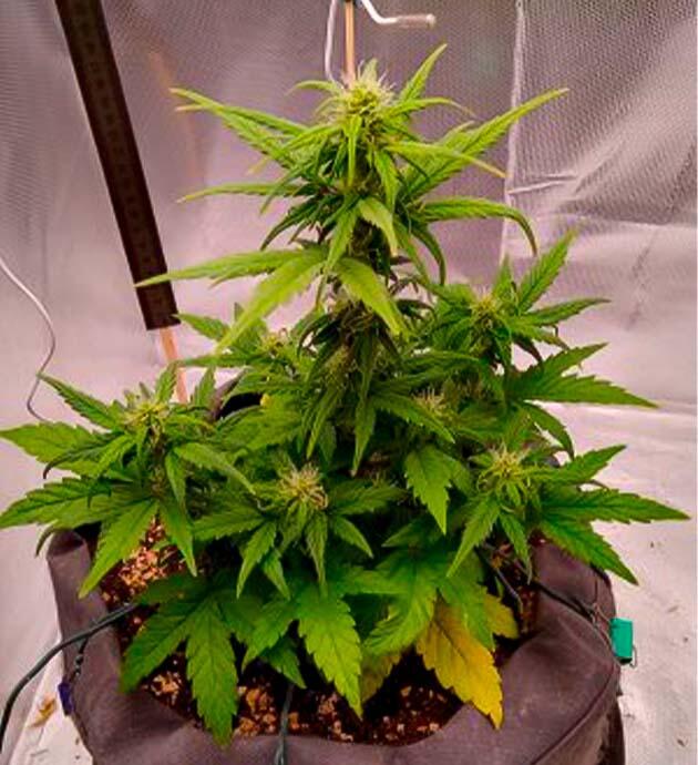 Формирование шишек конопли Компактный каннабис на 6 неделе цветения