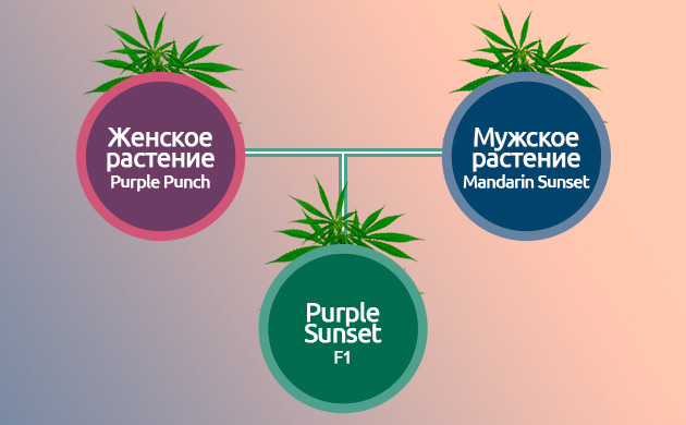 Создание гибридных сортов конопли F1