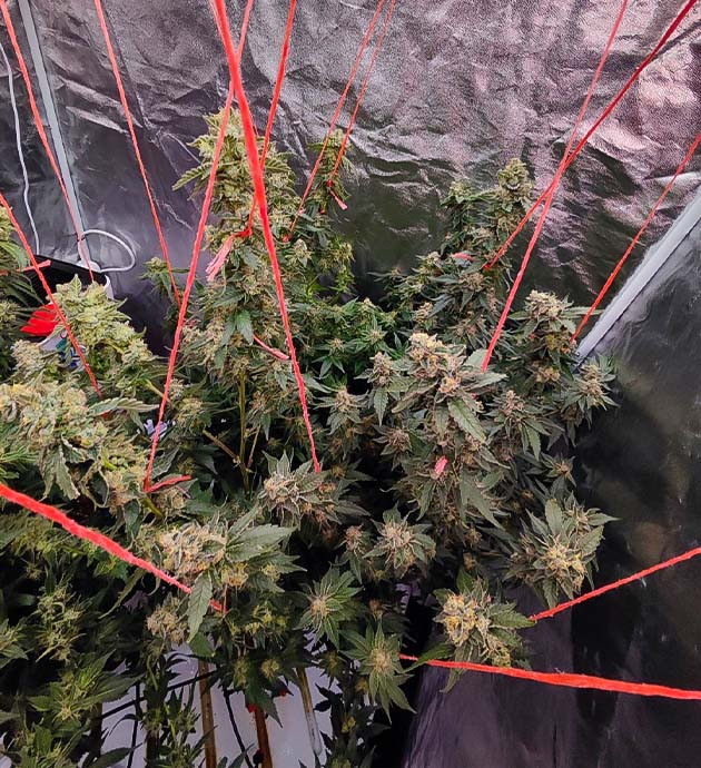 предхарвест кустов Dozy Doz Сбор урожай с куста Dozy Doz