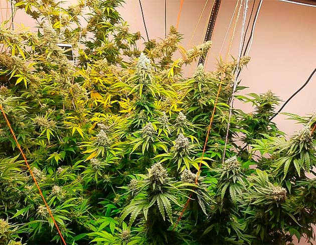 Кусты Persian Pie от Green House Seeds на последних неделях выращивания