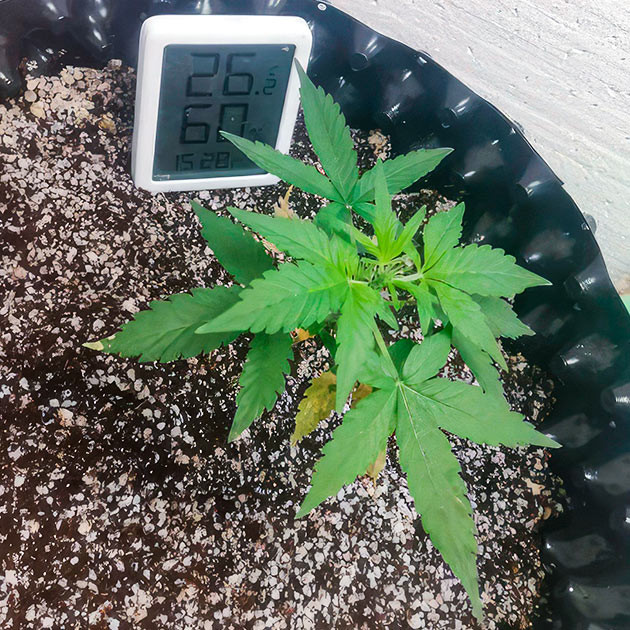 Гроурепорт сорта Alpha 21