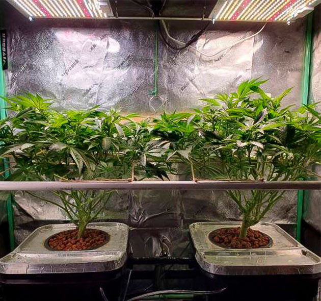 5 неделя роста Apple Betty