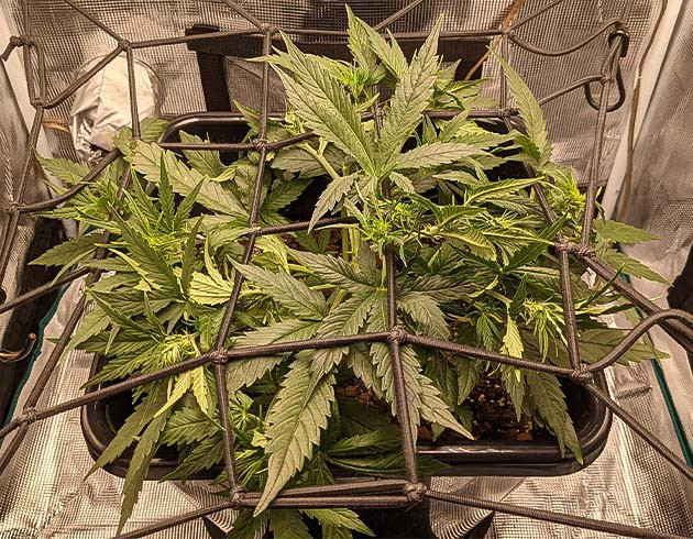 Цветение на 5 неделе выращивания ScrOG кустов Critical Kush Auto