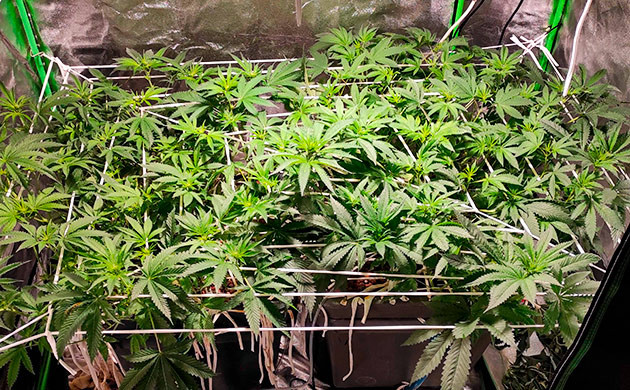 Неделя 8: натягивание сетки ScrOG растения Bubba Island Kush