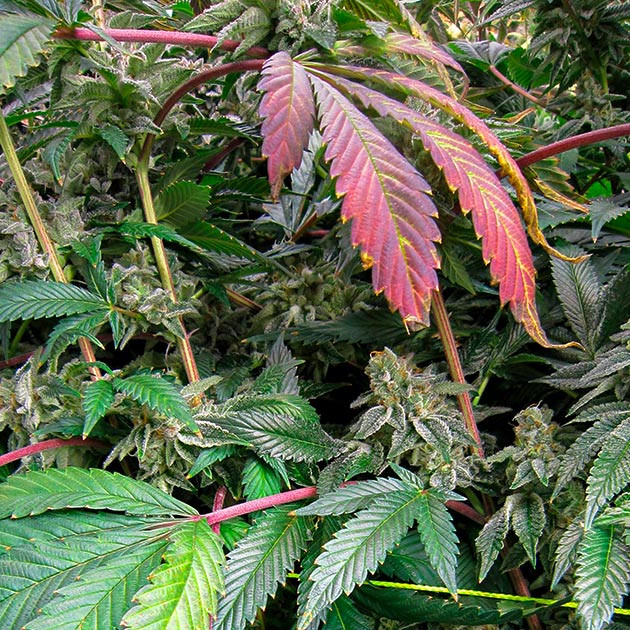 Выращивание DDoS #33 Цветение куста DDoS #33