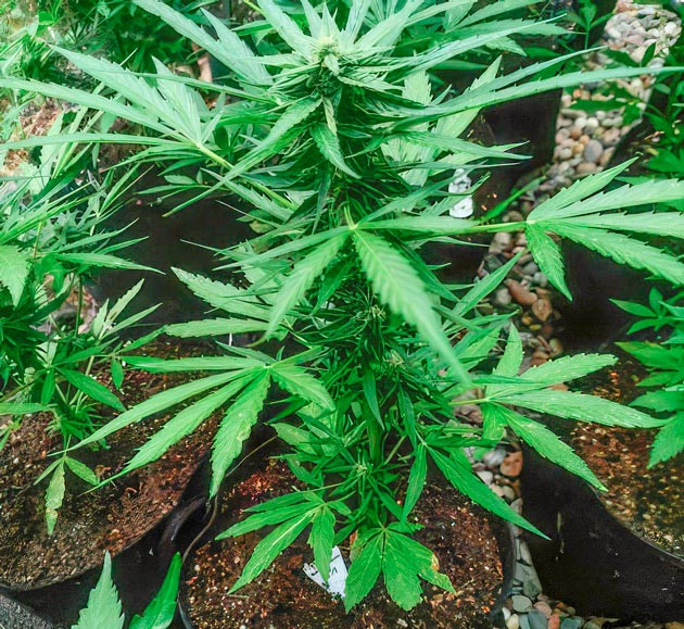Полив конопли Активный рост марихуаны