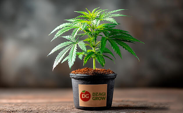 Онлайн-магазин DzagiGrow