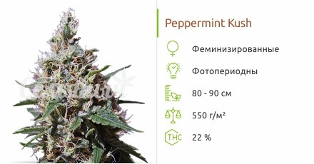 Сорт конопли Peppermint Kush Peppermint Kush от Barney's Farm