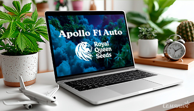 Выращивание сорта марихуаны Apollo F1 Auto от Royal Queen Seeds Гроурепорт сорта Apollo F1 Auto от Royal Queen Seeds