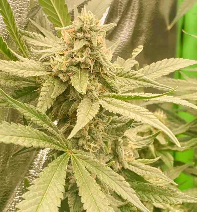 Куст Fullgas от Green House Seeds на 10 неделе