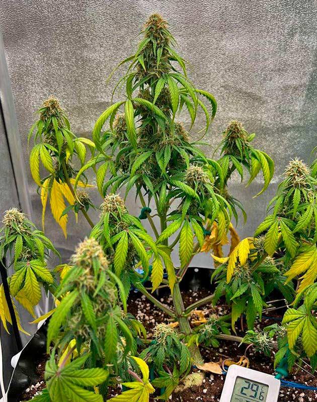 Куст Whiskey Zulu Auto от 7CH American на 7 неделе