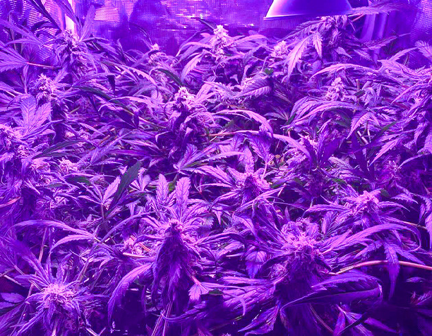 Куст после обрезки листьев