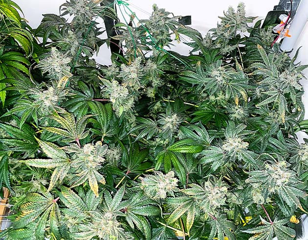 предхарвест кустов Pineapple Chunk