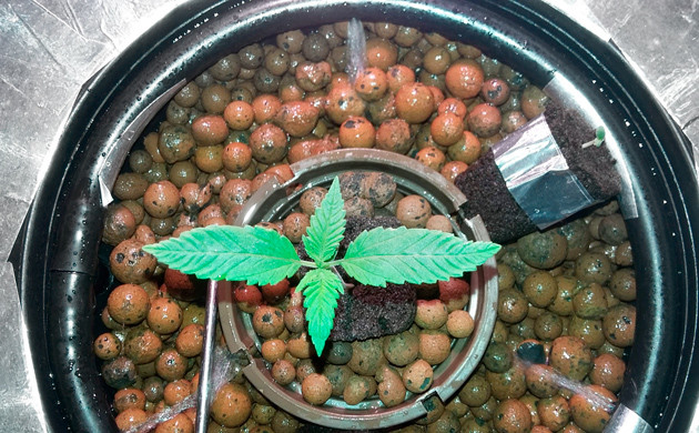 Росток сорта Eleven Roses