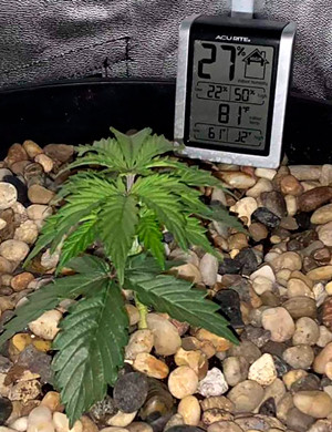 Условия на 1 неделе выращивания Куст Super Skunk Auto в 15 литровом горшке