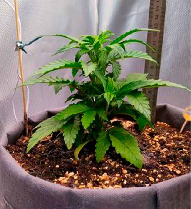 Подкормка конопли на вегетации Каннабис на четвертой неделе вегетации