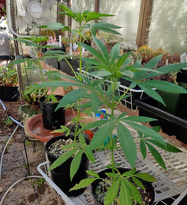 Состояние листьев Wedding Gelato