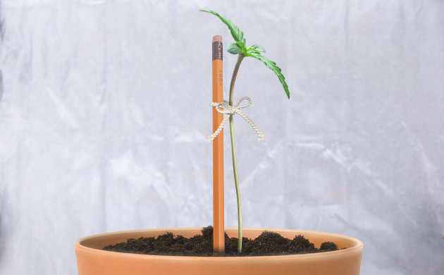 Стебель подвязанный к карандашу