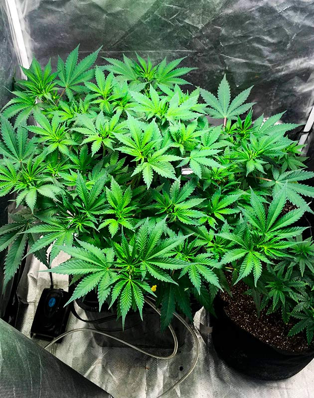 Поддержание питания и укладка веток