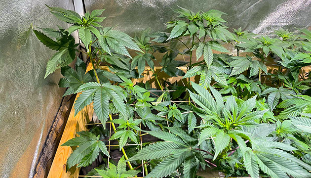 11 и 12 недели выращивания Tropicanna Banana