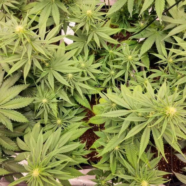 9 неделя выращивания марихуаны Apple Betty ростом 56 см