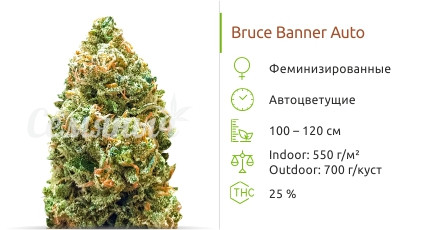 Сорт марихуаны Bruce Banner Auto Bruce Banner Auto от Monster Genetics